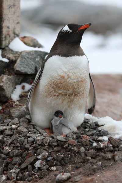 白天在灰色岩石地面上的企鹅